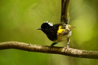 Medosavka hvizdava - Notiomystis cincta - Stitchbird - Hihi 4742